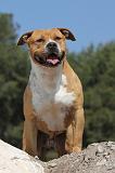 AMSTAFF ADULT 029